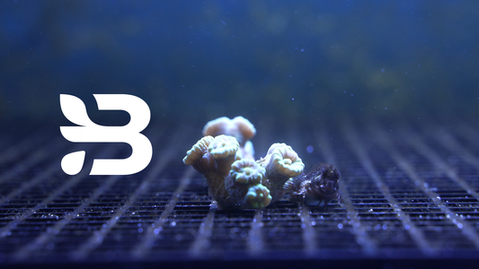 The Branch Journey – A unique partnership to save coral reefs worldwide